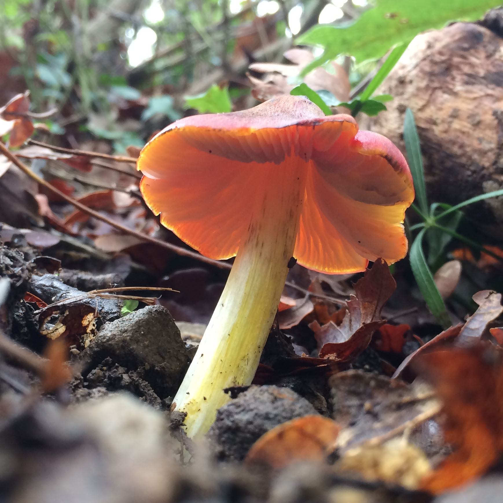 probabile Hygrophorus puniceus?